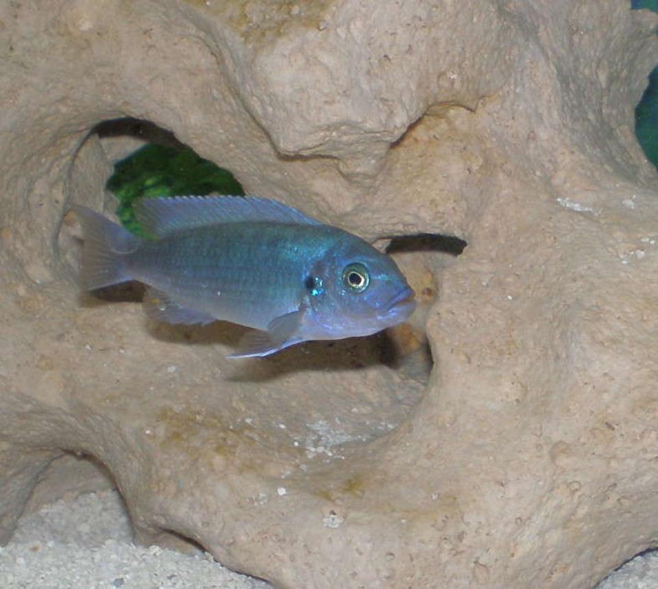freshwater fish - metriaclima callainos - cobalt blue zebra cichlid stocking in 30 gallons tank - African Cichild