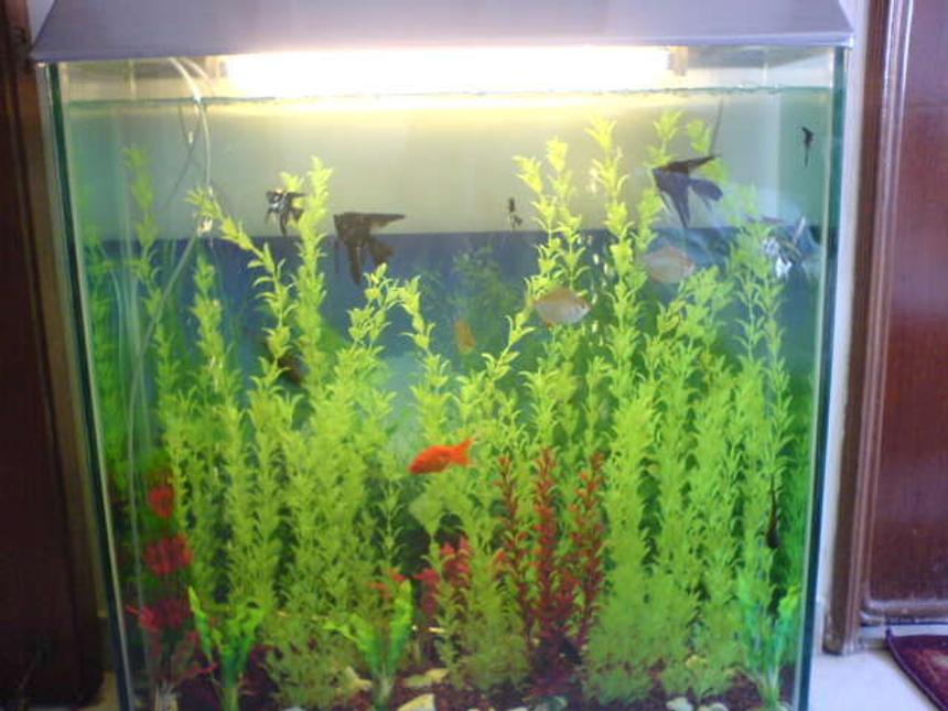 Rated #500: 350 Gallons Freshwater Fish Tank - first tank,lots more to come