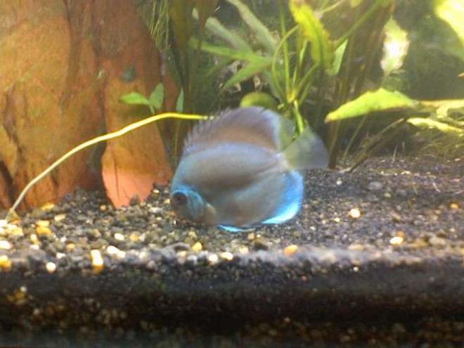 freshwater fish - symphysodon sp. - blue diamond discus stocking in 60 gallons tank - my new blue discus