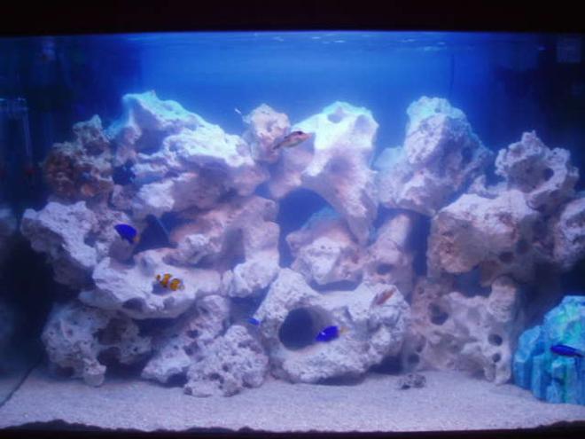29 gallons saltwater fish tank (mostly fish, little/no live coral) - feeding fish