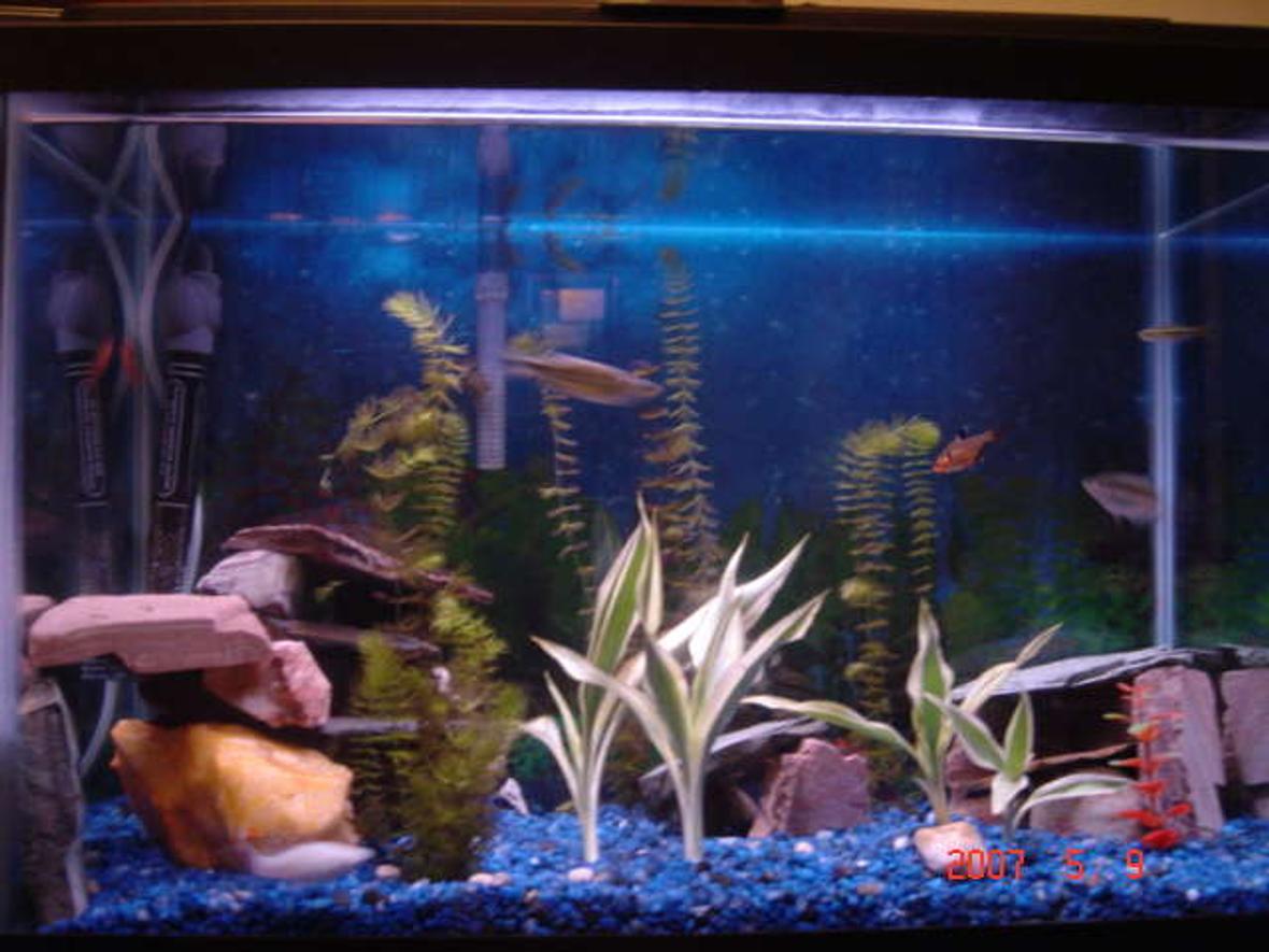 50 gallons freshwater fish tank (mostly fish and non-living decorations) - this is my fish tank