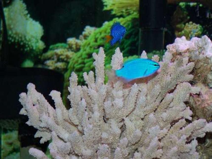 Rated #78: Saltwater Fish - Chrysiptera Cyanea - Blue Damselfish Stocking In 55 Gallons Tank - The damsels