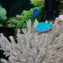 saltwater fish - chrysiptera cyanea - blue damselfish stocking in 55 gallons tank - The damsels