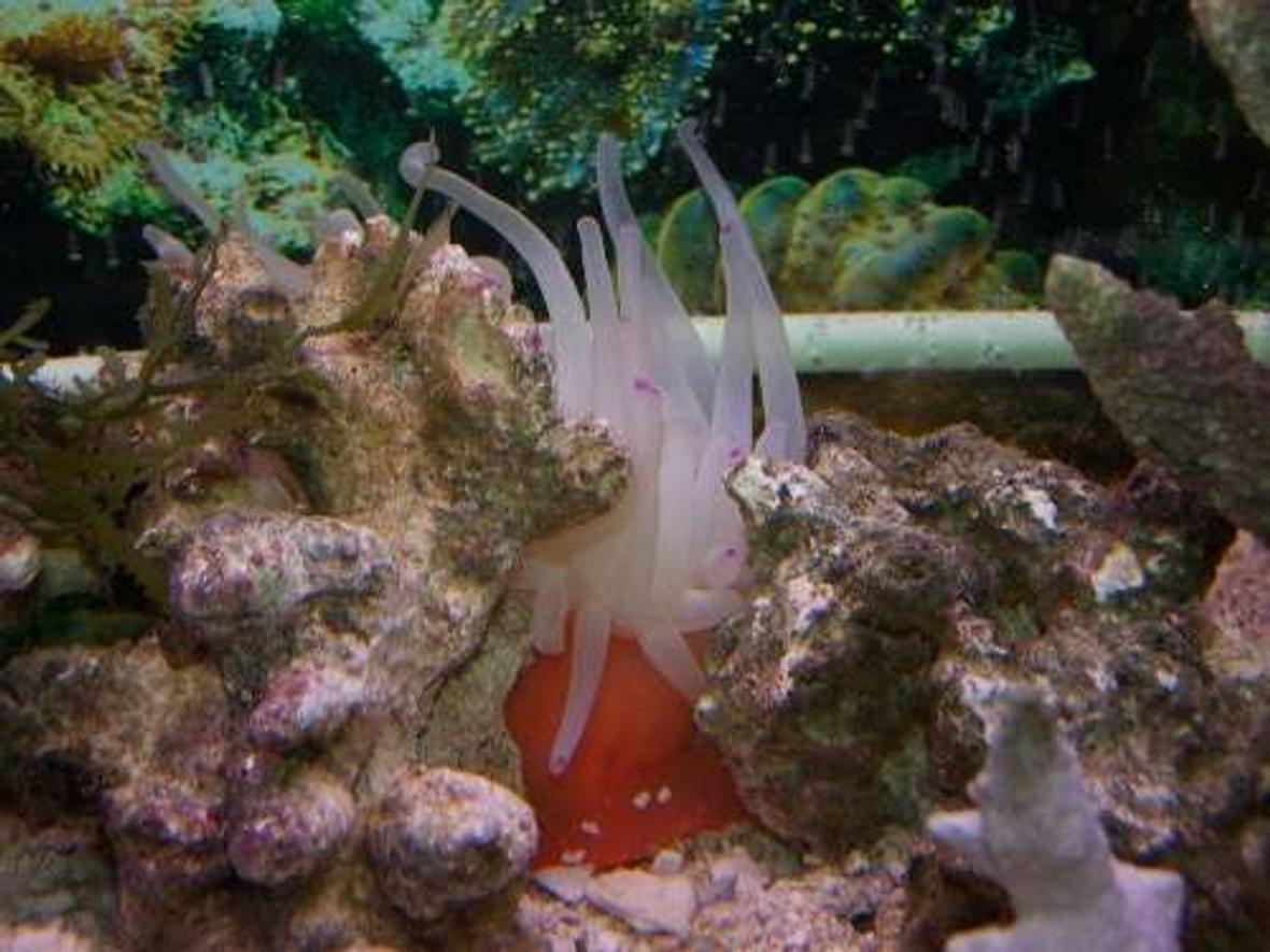 corals inverts - condylactis gigantea - condy anemone stocking in 55 gallons tank - The anenome.