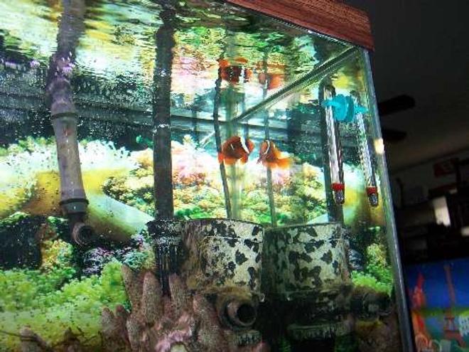 saltwater fish - amphiprion frenatus - tomato clownfish stocking in 55 gallons tank - Big pic of the tank and the tomato clown fish.
