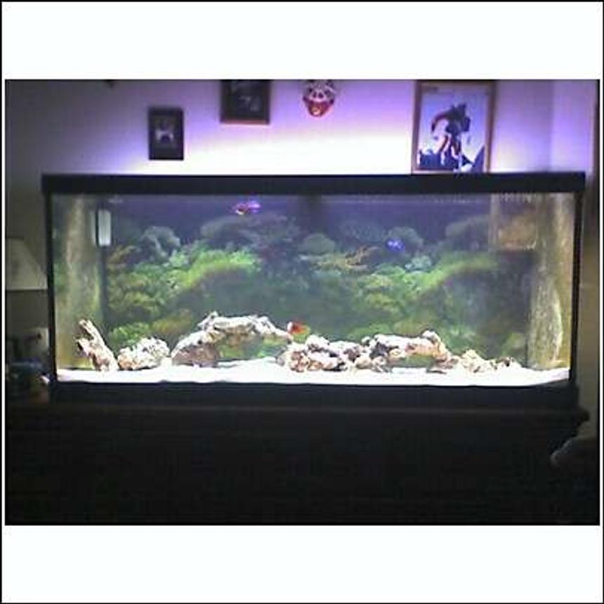 Rated #94: 75 Gallons Saltwater Fish Tank - 75 gallon