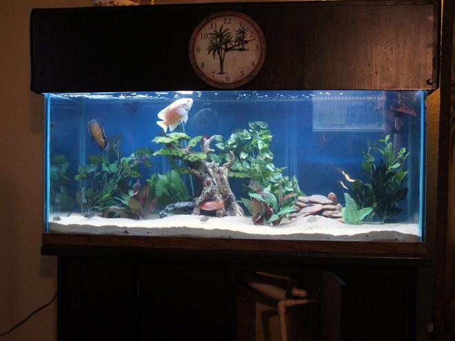 75 gallons freshwater fish tank (mostly fish and non-living decorations) - 75 Gallon