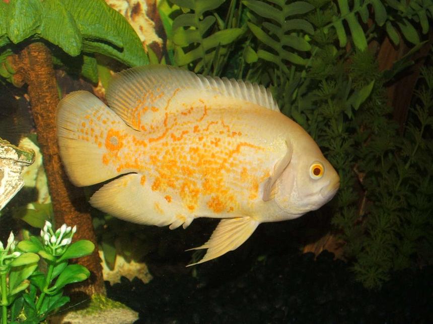 Rated #838: Freshwater Fish - Astronotus Ocellatus - Albino Oscar Stocking In 75 Gallons Tank - Albino Tiger Oscar