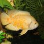 freshwater fish - astronotus ocellatus - albino oscar stocking in 75 gallons tank - Albino Tiger Oscar