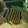 freshwater fish - heros serverus - green severum stocking in 75 gallons tank - Green Severum