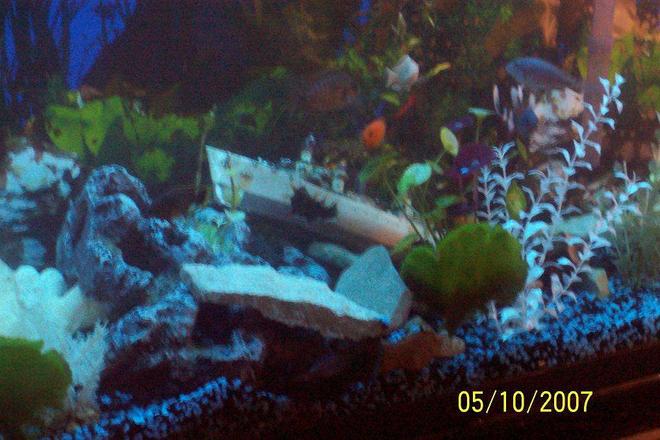 55 gallons freshwater fish tank (mostly fish and non-living decorations) - "Ocean Foor"-  a better pic of my assorted Cichlid Tank