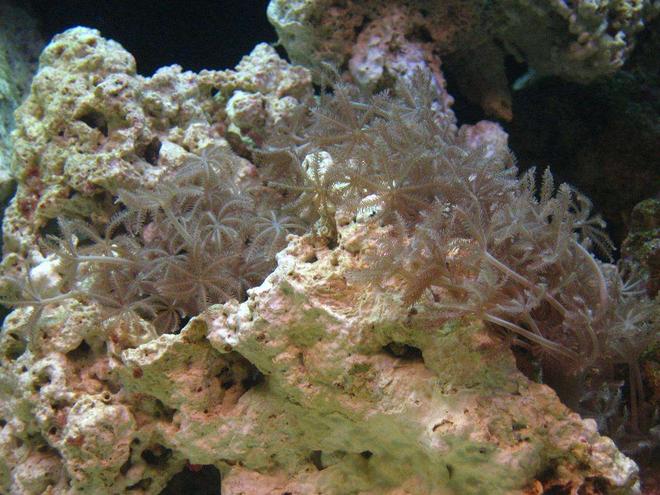 corals inverts - xenia sp. - white pom pom xenia, red sea stocking in 55 gallons tank - pulsating xenias