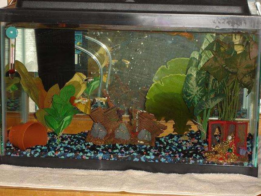Rated #534: 10 Gallons Freshwater Fish Tank - pirates theme.  keeping fancy guppies.