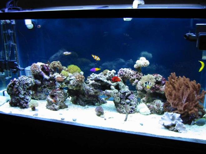 90 gallons saltwater fish tank (mostly fish, little/no live coral) - My new tank with little corals and some fishes