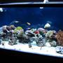 90 gallons saltwater fish tank (mostly fish, little/no live coral) - My new tank with little corals and some fishes