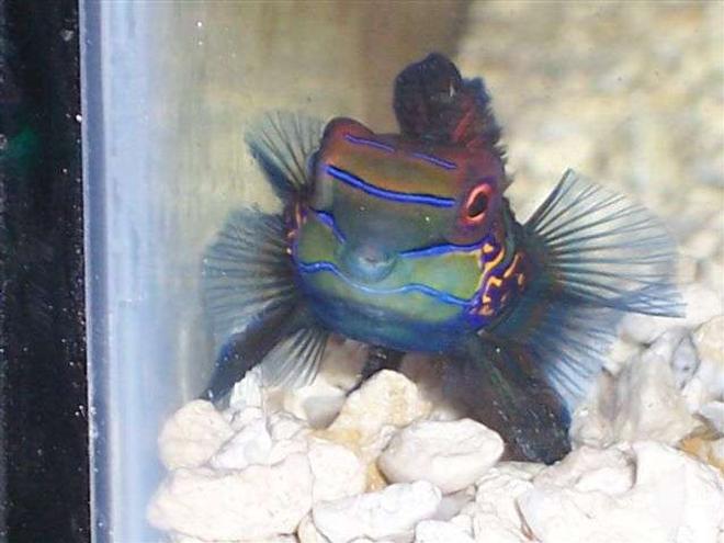 saltwater fish - synchiropus splendidus - green mandarin stocking in 125 gallons tank - Green Mandarin. Looks like somebody wants a kiss