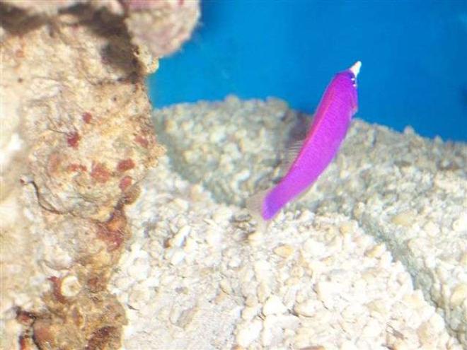 saltwater fish - pseudochromis porphyreus - purple pseudochromis stocking in 125 gallons tank - Dottyback moving rocks