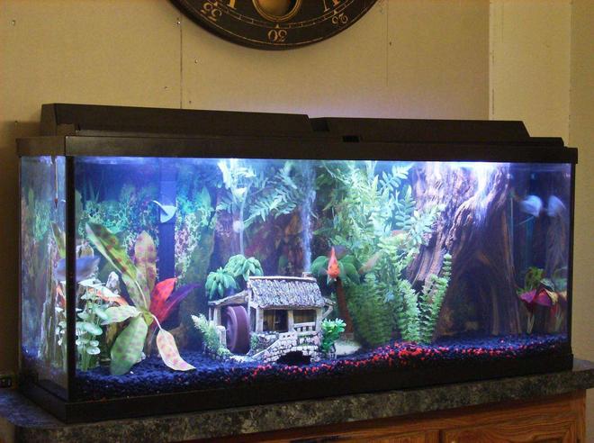 55 gallons freshwater fish tank (mostly fish and non-living decorations) - 55 Gallon Cichlid/Gourami