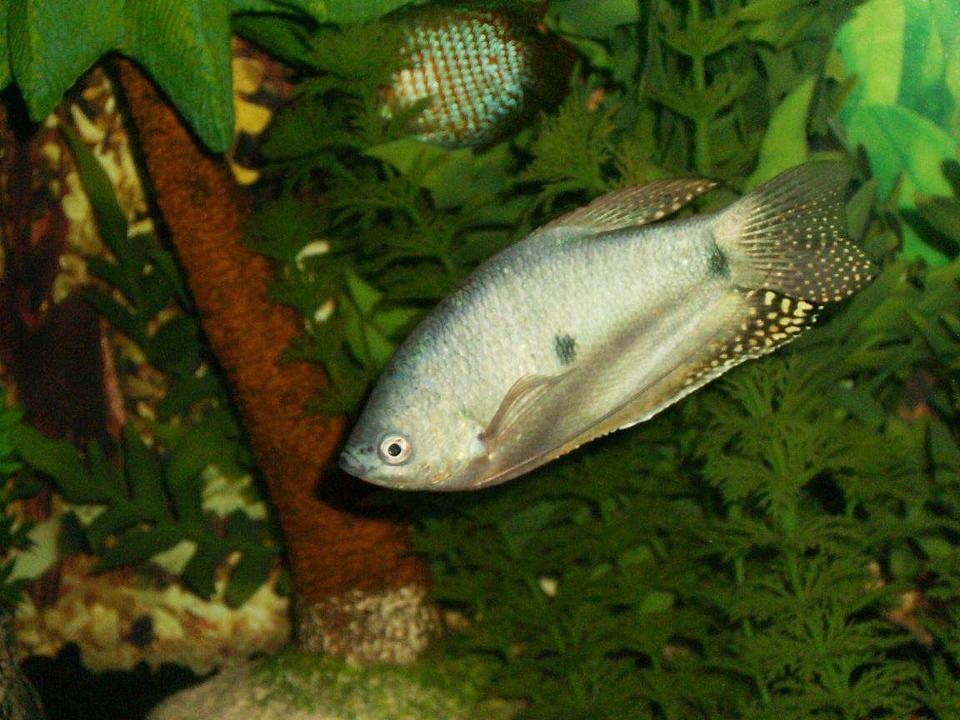 freshwater fish - trichogaster trichopterus - blue gourami stocking in 55 gallons tank - Gourami