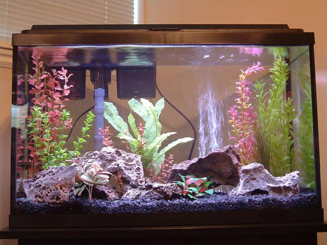 29 gallons freshwater fish tank (mostly fish and non-living decorations) - My first freshwater fish tank!  I hope you like it.  I sure enjoyed putting it together.