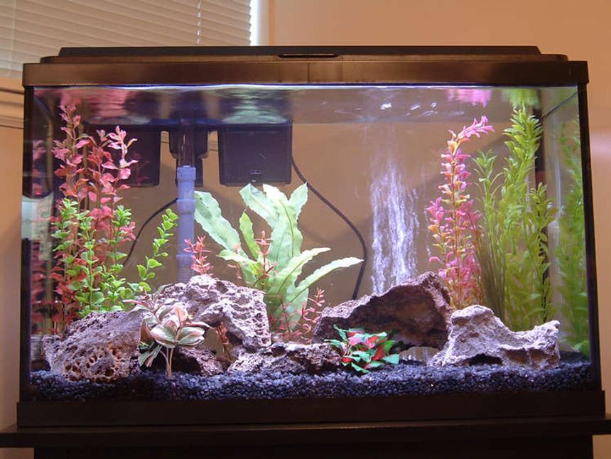 Rated #375: 29 Gallons Freshwater Fish Tank - My first freshwater fish tank!  I hope you like it.  I sure enjoyed putting it together.