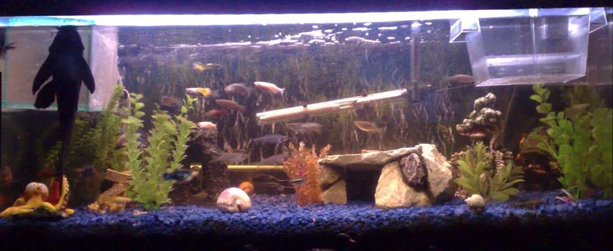Rated #2967: 22 Gallons Freshwater Fish Tank - Just a small update, a few changes as you can see s**t loads of babies