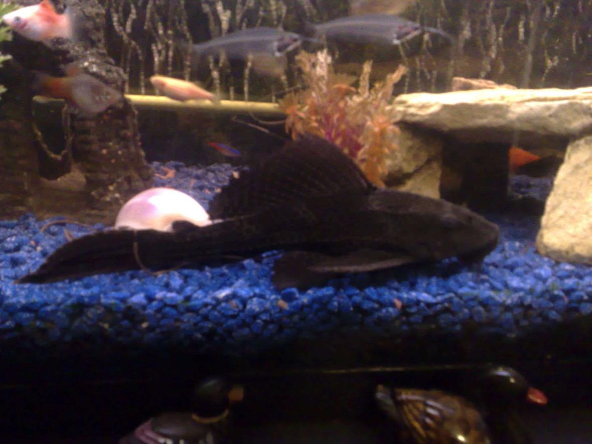 freshwater fish - glyptoperichthys gibbiceps - sailfin pleco (l-83) stocking in 22 gallons tank - my xl pleco about 8" long