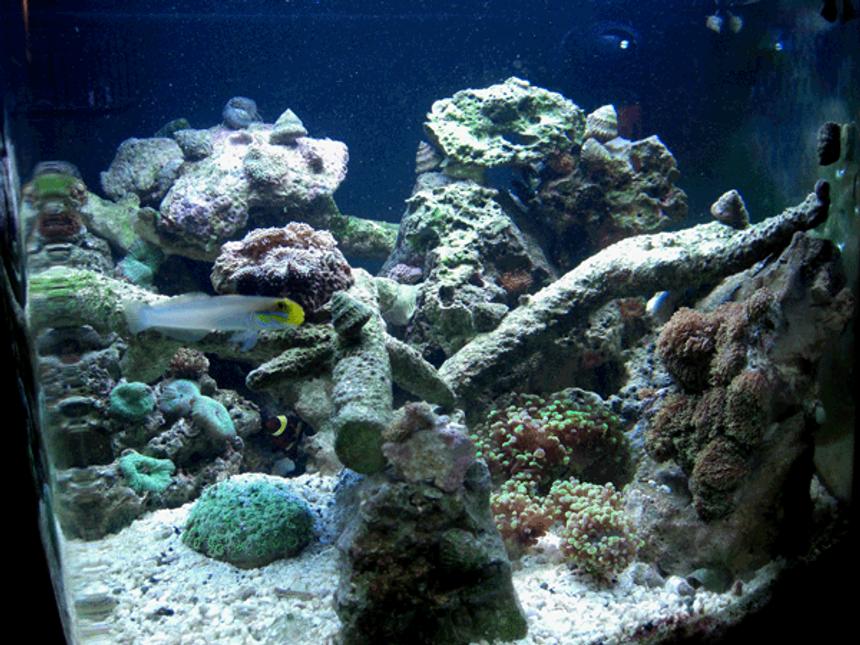 Rated #173: 24 Gallons Reef Tank - 24 gallon nano cube