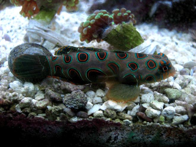saltwater fish - synchiropus picturatus - spotted mandarin stocking in 24 gallons tank - My Green Spotted mandarin