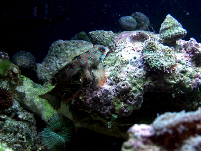 saltwater fish - synchiropus picturatus - spotted mandarin stocking in 24 gallons tank - Mandarin and ricordia