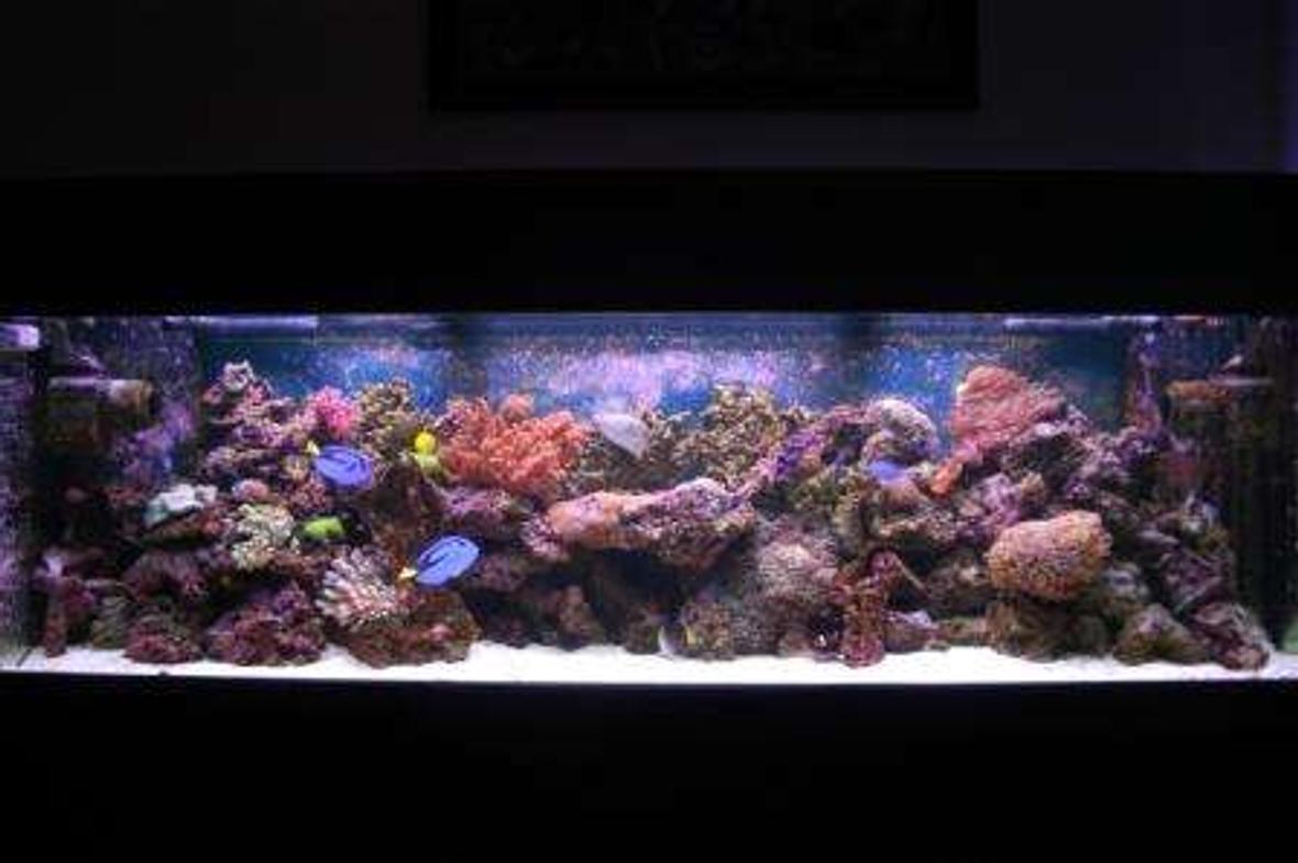 125 gallons reef tank (mostly live coral and fish) - 125g 72'x18'x22' VHO lighting ARO Ballasts, 880watts URI bulbs, 2 Seio 2600's, 150-200lbs of live rock, 100 lbs of live sand, ASM G3 protein skimmer, 35 gallon sump, mag 12 return pump, sedra pump running the skimmer, lots of corals, 1 Clown tang, 2 Blue Hippo tangs, 2 false percula's, 1 tile fish, 2 dart goby's, 1 blue damsel, 1 singapore angel, 2 cleaner shrimp, 1 purple loster, 1 corrase wrasse, 1 green chromis, 2 sand sifting star fish, lots of crabs and snails Total Cost Aprox 8500$