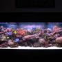 125 gallons reef tank (mostly live coral and fish) - 125g 72'x18'x22' VHO lighting ARO Ballasts, 880watts URI bulbs, 2 Seio 2600's, 150-200lbs of live rock, 100 lbs of live sand, ASM G3 protein skimmer, 35 gallon sump, mag 12 return pump, sedra pump running the skimmer, lots of corals, 1 Clown tang, 2 Blue Hippo tangs, 2 false percula's, 1 tile fish, 2 dart goby's, 1 blue damsel, 1 singapore angel, 2 cleaner shrimp, 1 purple loster, 1 corrase wrasse, 1 green chromis, 2 sand sifting star fish, lots of crabs and snails Total Cost Aprox 8500$