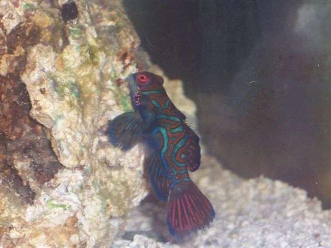 saltwater fish - synchiropus splendidus - green mandarin stocking in 125 gallons tank - Green Mandarin