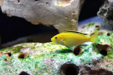 freshwater fish - labidochromis caeruleus - electric yellow cichlid stocking in 120 gallons tank - labidochromis caeruleus

2 Inches long