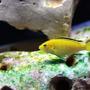 freshwater fish - labidochromis caeruleus - electric yellow cichlid stocking in 120 gallons tank - labidochromis caeruleus 2 Inches long