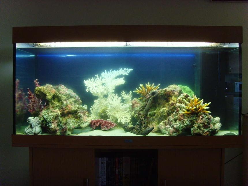 Rated #266: 80 Gallons Freshwater Fish Tank - My Artificial Coral Reef Tank without fish