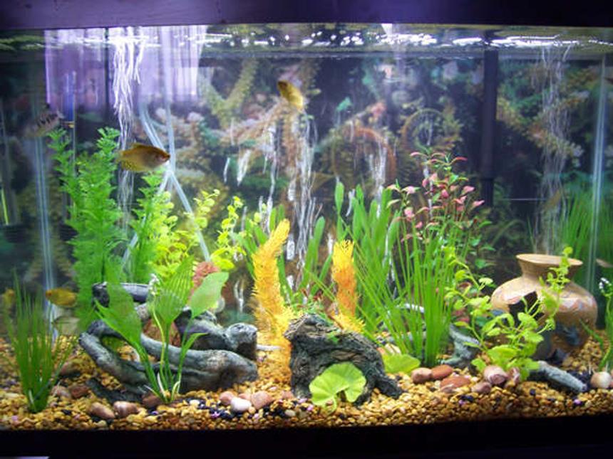 Rated #231: 29 Gallons Freshwater Fish Tank - This is my 29 gallon tank. All plants are plastic. You can see 3 gold gourami and a pearl gourami hiding in the plants.