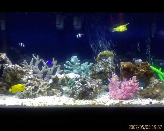55 gallons saltwater fish tank (mostly fish, little/no live coral) - And another one