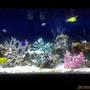 55 gallons saltwater fish tank (mostly fish, little/no live coral) - And another one