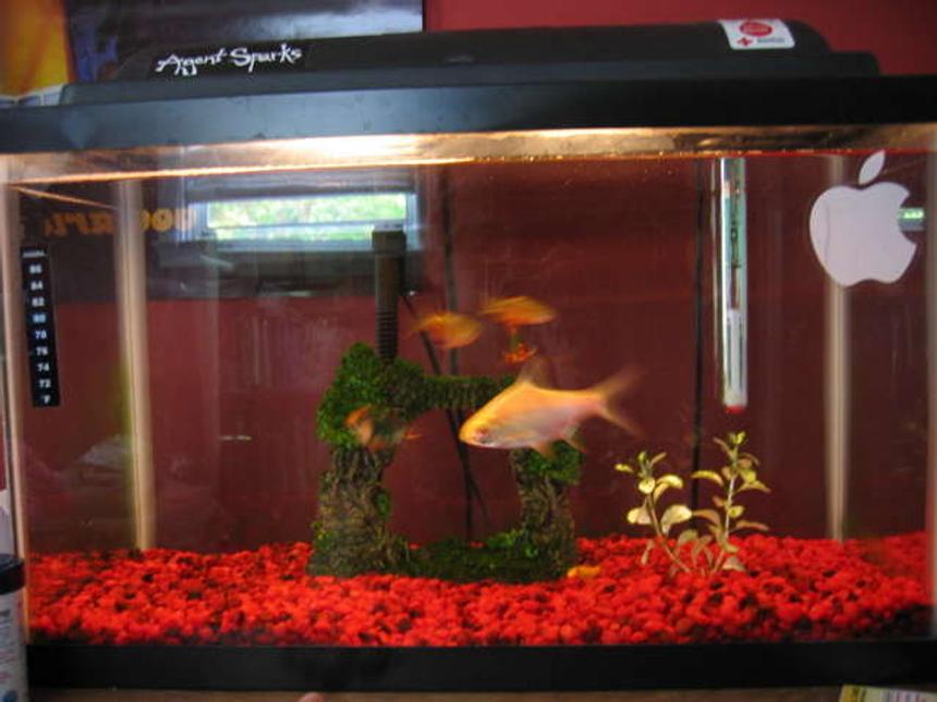 Rated #565: 10 Gallons Freshwater Fish Tank - this is a very basic freshwater tank. i am planning to add to it with some cool river rocks once i do more research into that so i wont kill my fish :)