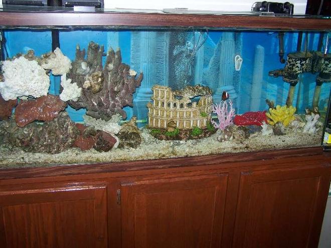55 gallons saltwater fish tank (mostly fish, little/no live coral) - Almost done! Most recent pic.