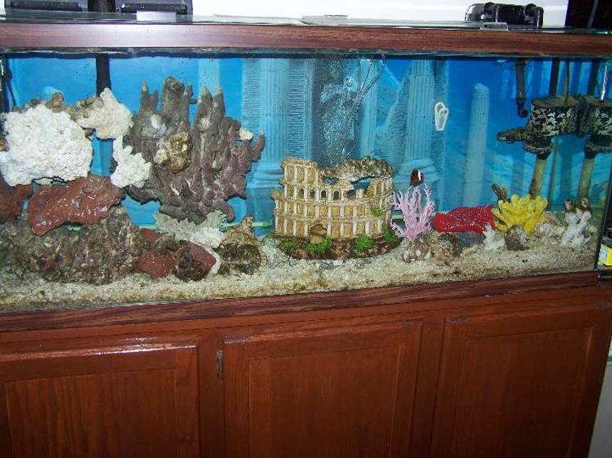 Rated #84: 55 Gallons Saltwater Fish Tank - Almost done! Most recent pic.