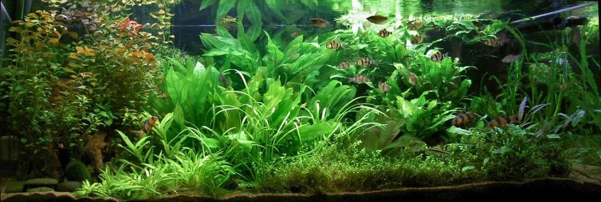 110 gallons planted tank (mostly live plants and fish) - This is my tank after changing some of the lighting