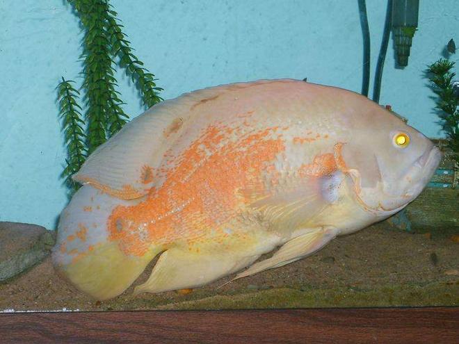 freshwater fish - astronotus ocellatus - albino oscar stocking in 125 gallons tank - this is my 9 yrs old oscar thats 15'' long