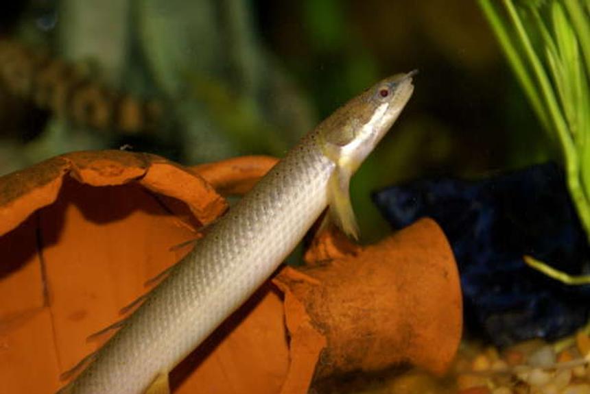 Rated #1247: Freshwater Fish - Polypterus Weeksii - Weeksii Bichir Stocking In 55 Gallons Tank - senegal bichir