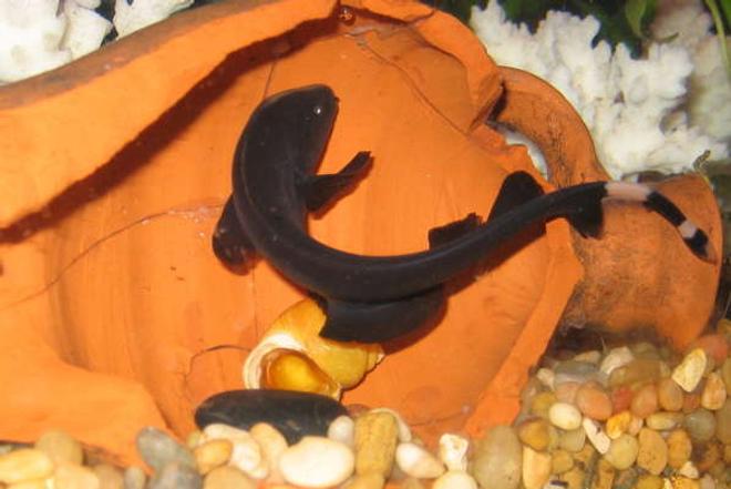 freshwater fish - apteronotus albifrons - black ghost knifefish stocking in 55 gallons tank