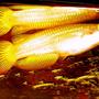 freshwater fish - pachypanchax playfairi - golden dream panchax killifish stocking in 55 gallons tank - Golden Wonder