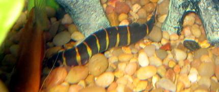 freshwater fish - pangio kuhlii - kuhli loach stocking in 55 gallons tank - Kuhli
