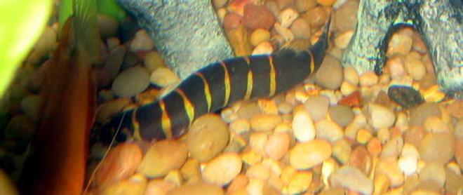 freshwater fish - pangio kuhlii - kuhli loach stocking in 55 gallons tank - Kuhli