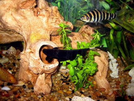 freshwater fish - apteronotus albifrons - black ghost knifefish stocking in 55 gallons tank - ghost, banded, gold gourami